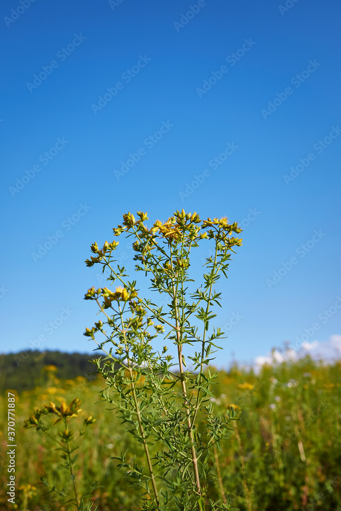 Fototapeta premium Hypericum perforatum