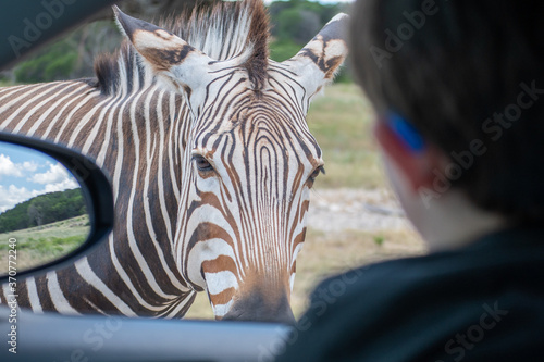 Zebra and a child stare at each other through a car window.