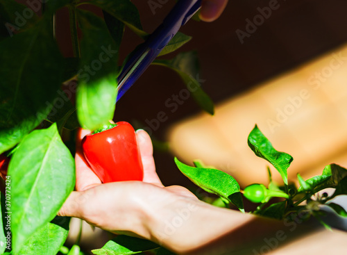 Fototapeta Naklejka Na Ścianę i Meble -  マンションのバルコニーの家庭菜園で赤ピーマン（パプリカ）を収穫する【夏のイメージ】