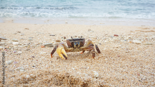 sea ​​male crab has large and small claws photo