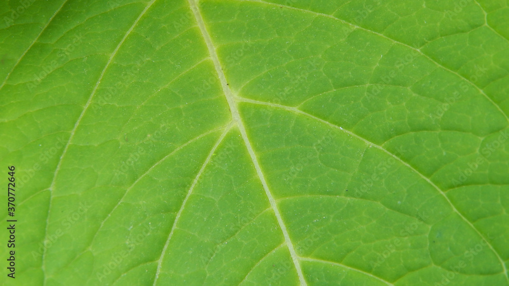 blackberry leaf texture blackberry leaf texture