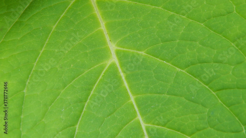 blackberry leaf texture