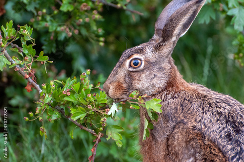 Photo Close-up side view of a hare eating leafs from a twig