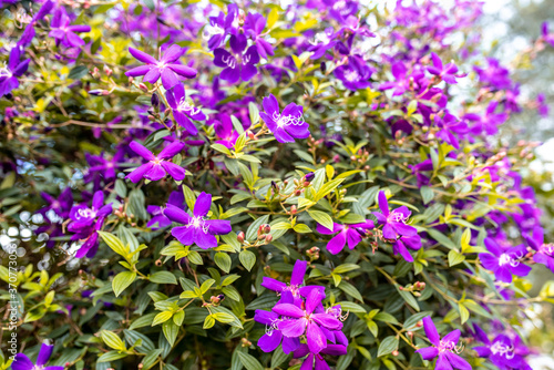 Purple Glory Flower with a lot of bloom in peek season 