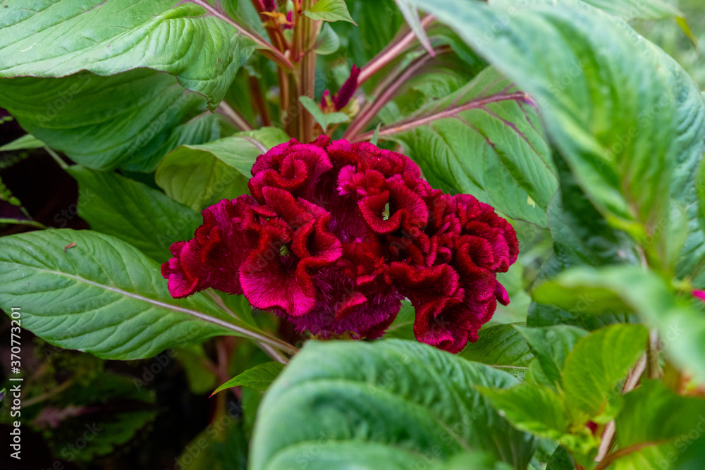 close up shot of beautiful cockscomb flower on a blurred background red flower natural close up shot of beautiful cockscomb flower on a blurred background red flower natural