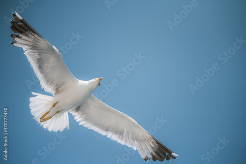 Seagul flying in the sky.