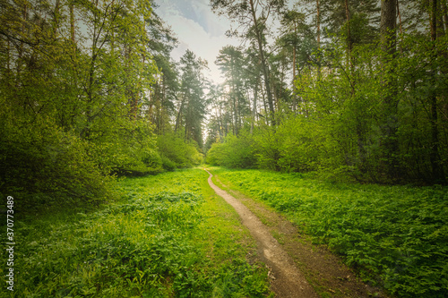 Scenic view in beautiful spring forest with green grass and bushes around the path, trees and small road, leading far away, spring nature reserve landscape