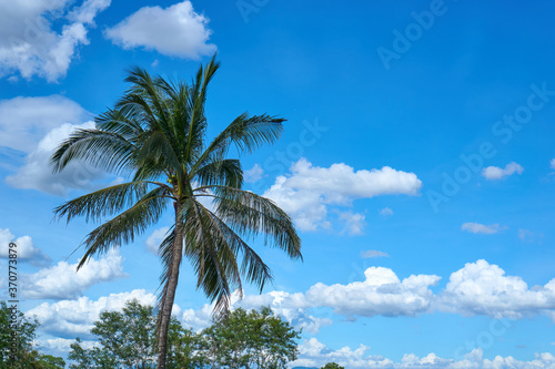 Coconut trees have sky background with white clouds. © top