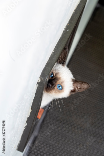 Cute siamese kitten