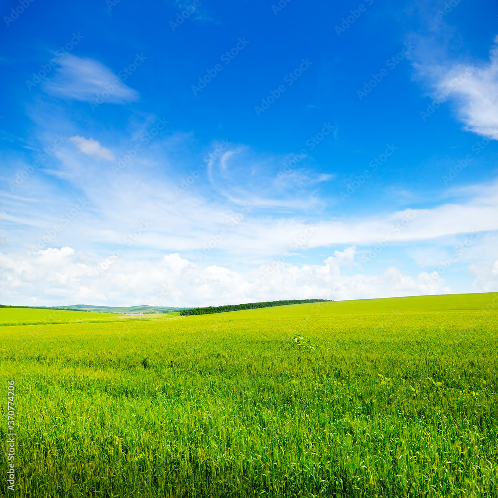 Obraz premium Wheat field and blue sky. Agricultural landscape.