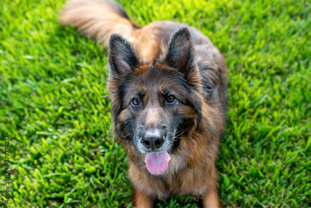 Long coat haired red and black German shepherd dog outdoors Long coat haired red and black German shepherd dog outdoors