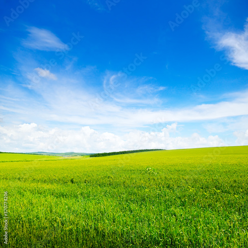 Wheat field and blue sky. Agricultural landscape.