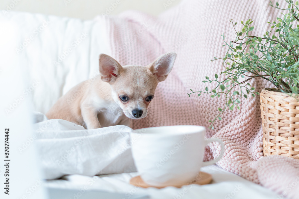 Breakfast in bed. Funny young chihuahua dog covered in throw blanket with steaming cup of hot tea or coffee. Lazy puppy wrapped in plaid relaxes. Good morning Breakfast in bed. Funny young chihuahua dog covered in throw blanket with steaming cup of hot tea or coffee. Lazy puppy wrapped in plaid relaxes. Good morning