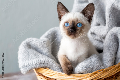 Cute siamese kitten