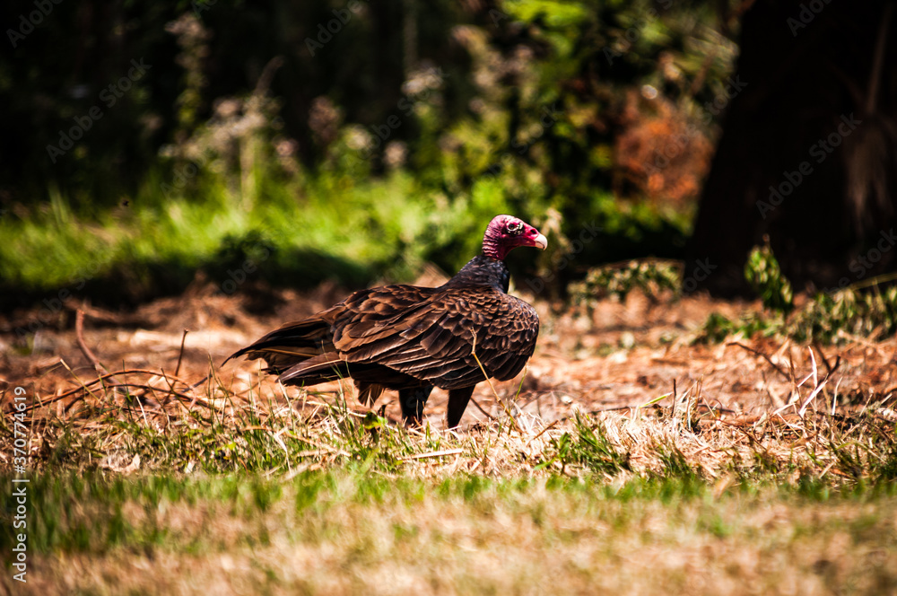 Turkey Vulture stands in the grass