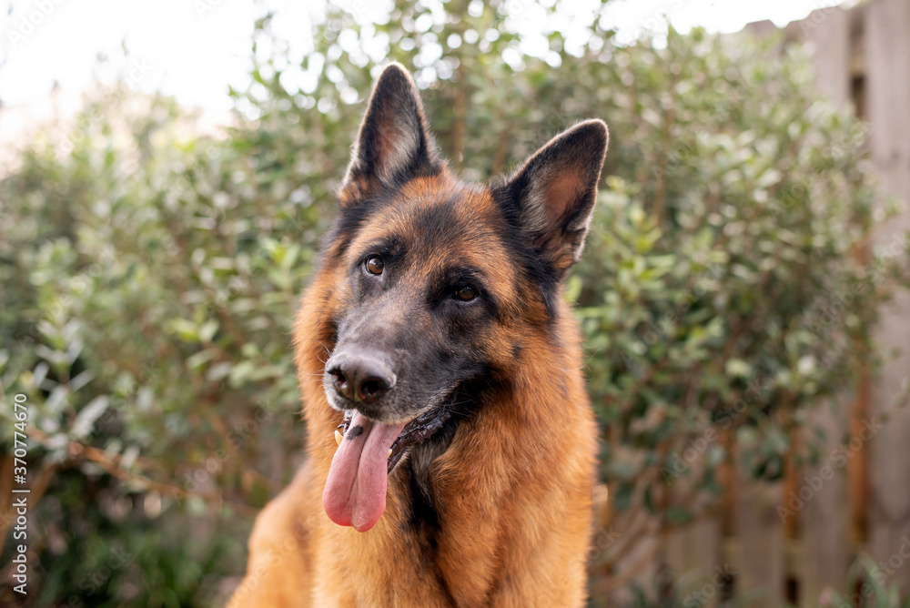 Red and black German Shepherd enjoying his backyard on a warm summer day