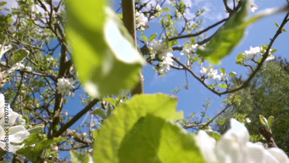 31061_The_look_of_the_blooming_white_flowers_on_the_tree.mov 31061_The_look_of_the_blooming_white_flowers_on_the_tree.mov