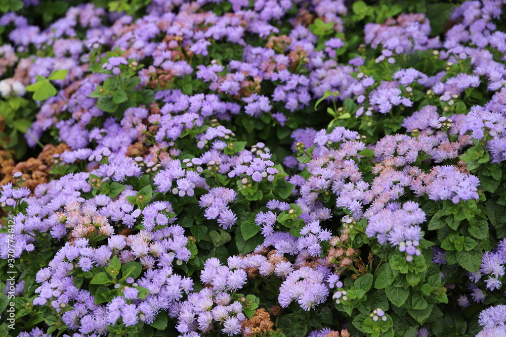 Fleurs violets