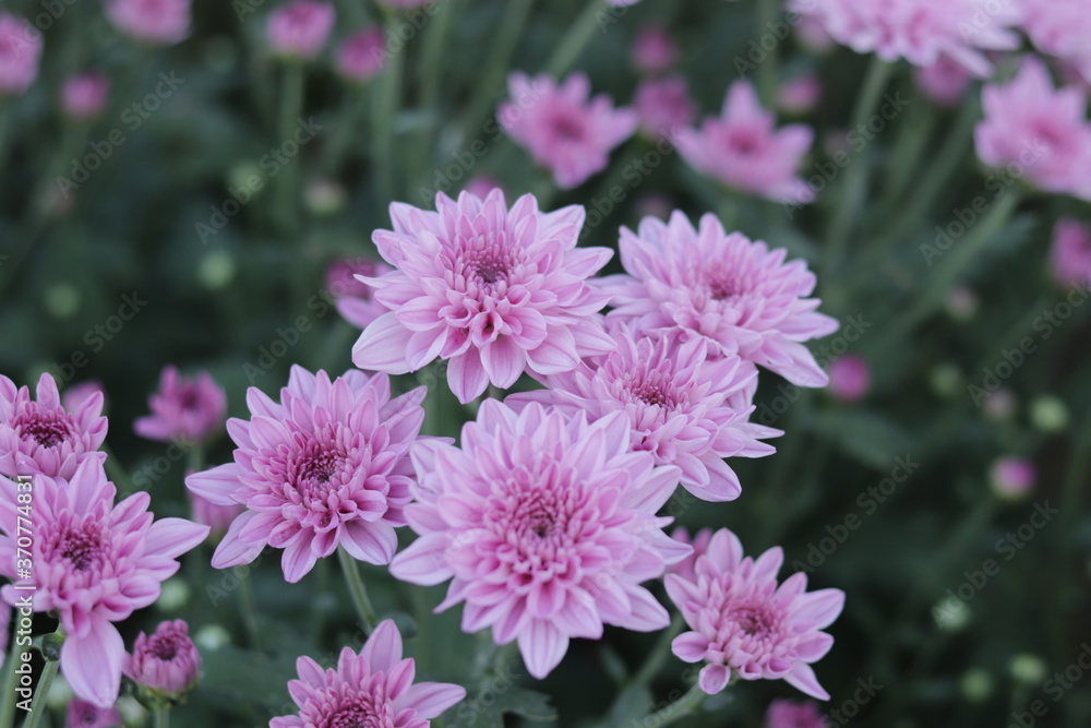 Flowers Flowers
