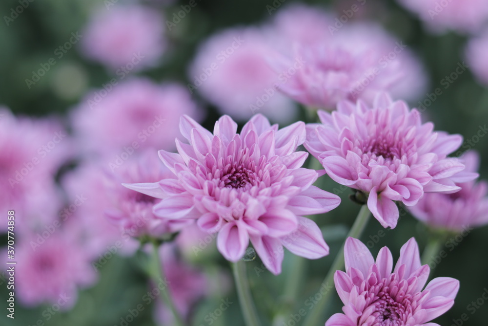 Flowers Flowers