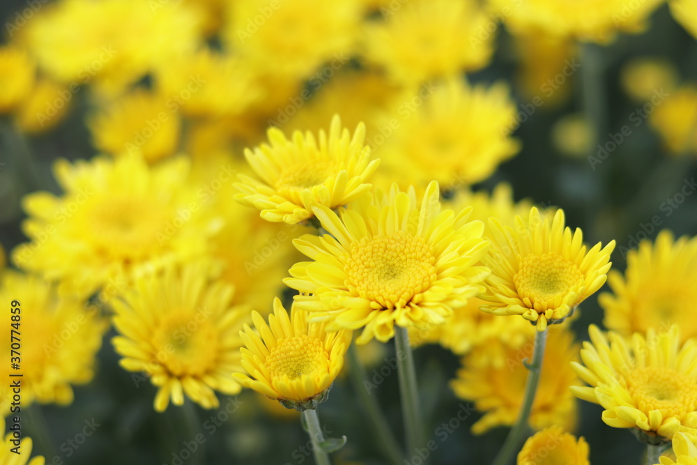 Flowers Flowers