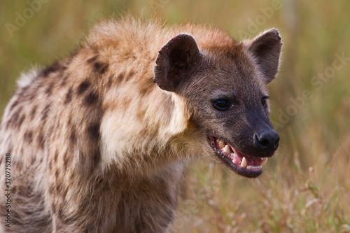Obraz na płótnie Spotted Hyena in the wild (Crocuta crotuta)