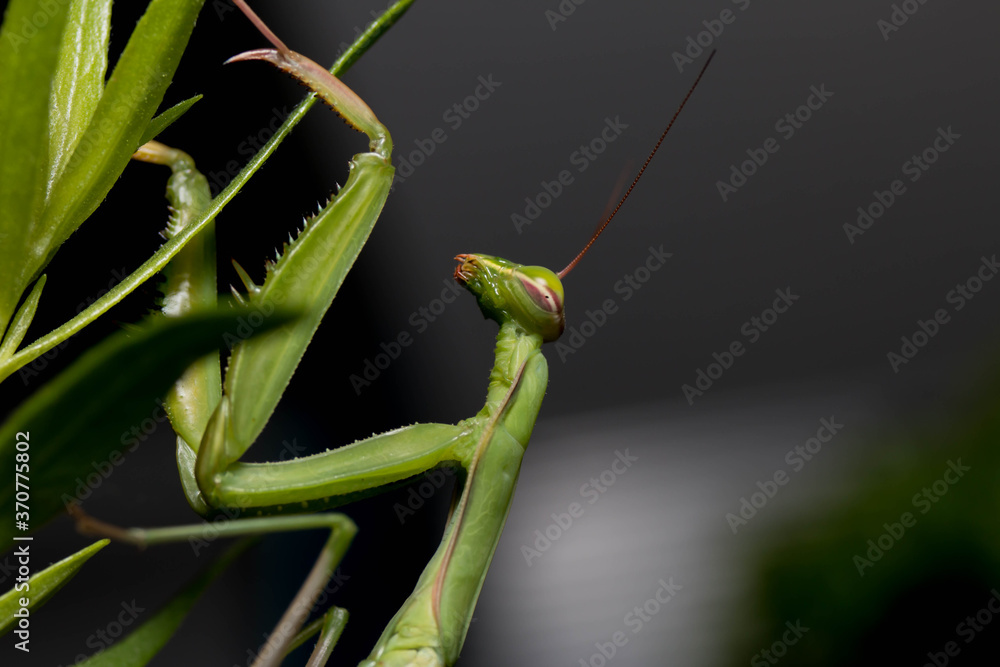 praying mantis on green leaf praying mantis on green leaf