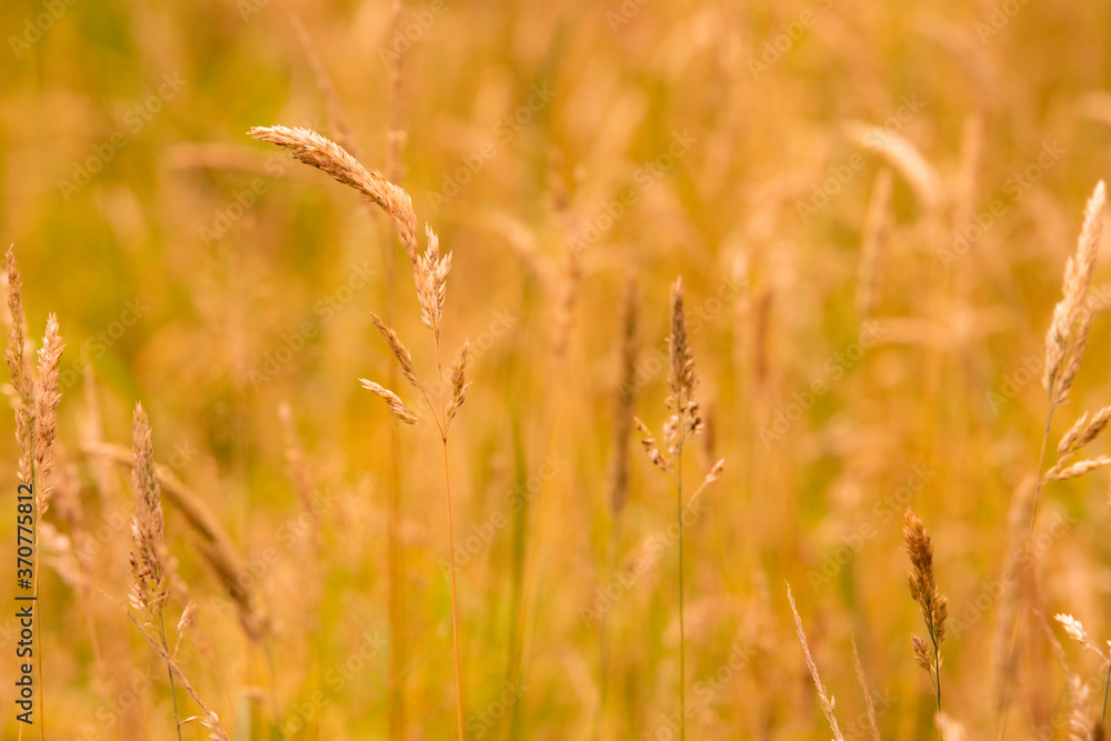 Fototapeta premium Long grass on hot summer day