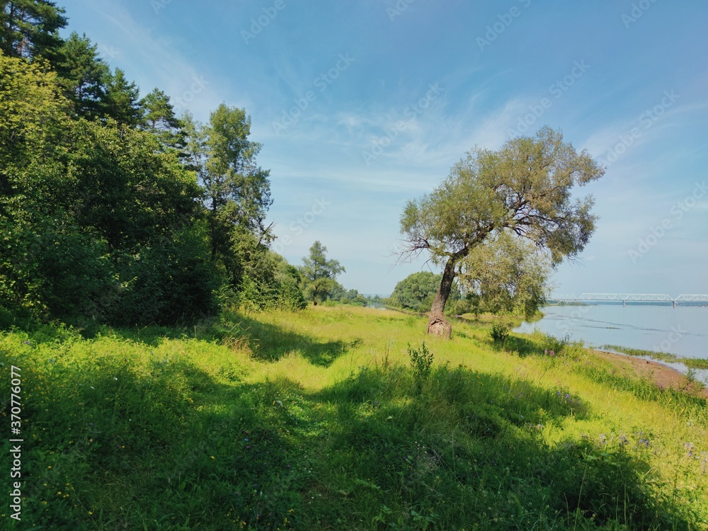 Fototapeta premium coastal landscape with green grass and trees against the blue sky on a sunny day
