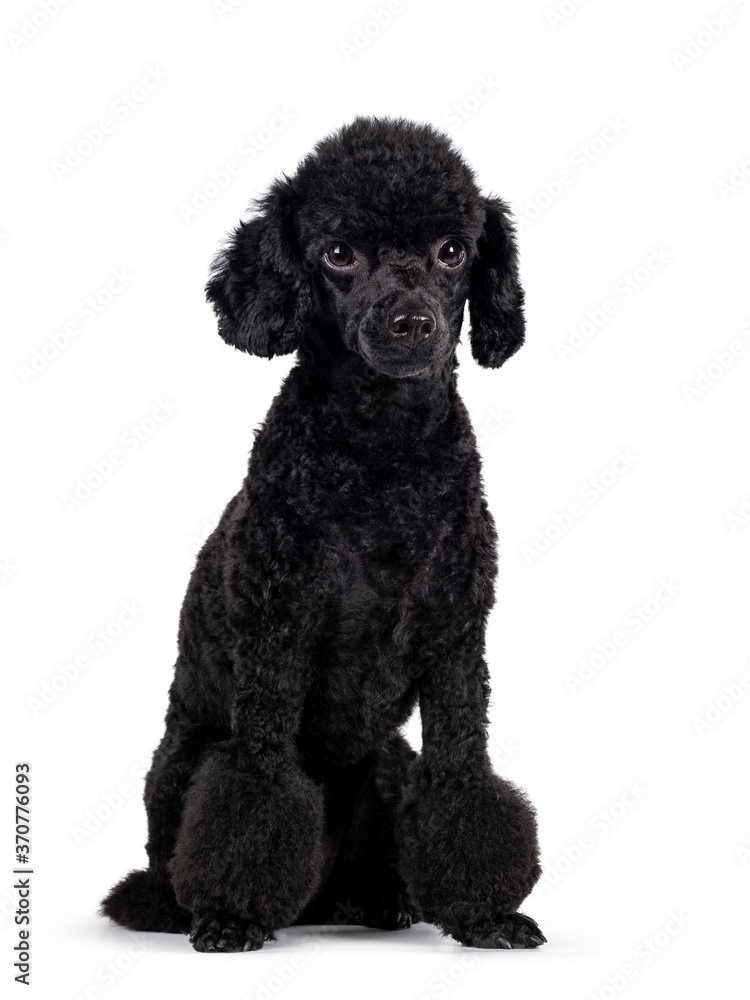 Cute black miniature poodle dog, sitting slightly turned. Looking straight ahead beside lens with shiny dark eyes. Isolated on white background.