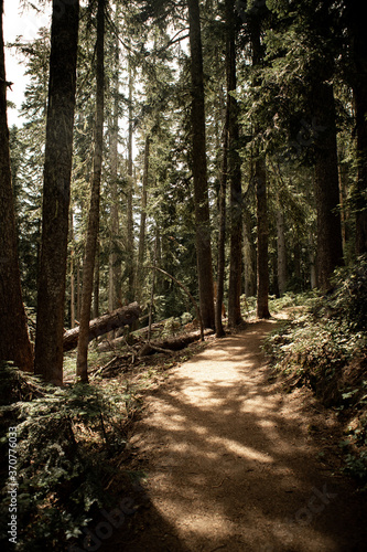 Woods Path