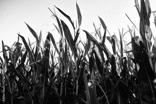 Agriculture landscape. Artistic look in black and white.