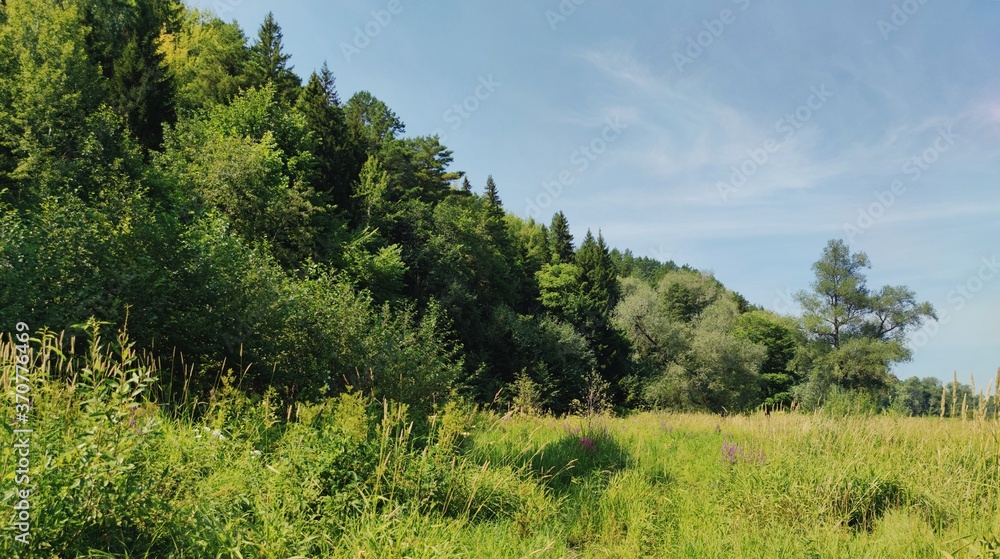 Obraz premium green sunny glade near the forest against the blue sky