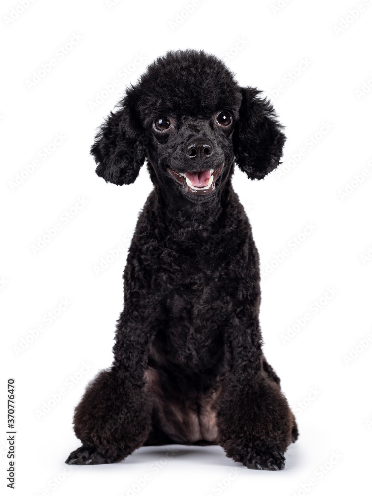 Cute black miniature poodle dog, sitting up facing front. Looking straight to camera. Isolated on white background. Mouth open. Cute black miniature poodle dog, sitting up facing front. Looking straight to camera. Isolated on white background. Mouth open.