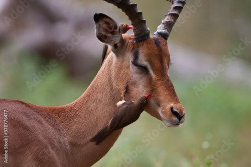 Impala with juvenile Red-billed Oxpecker on the head photo