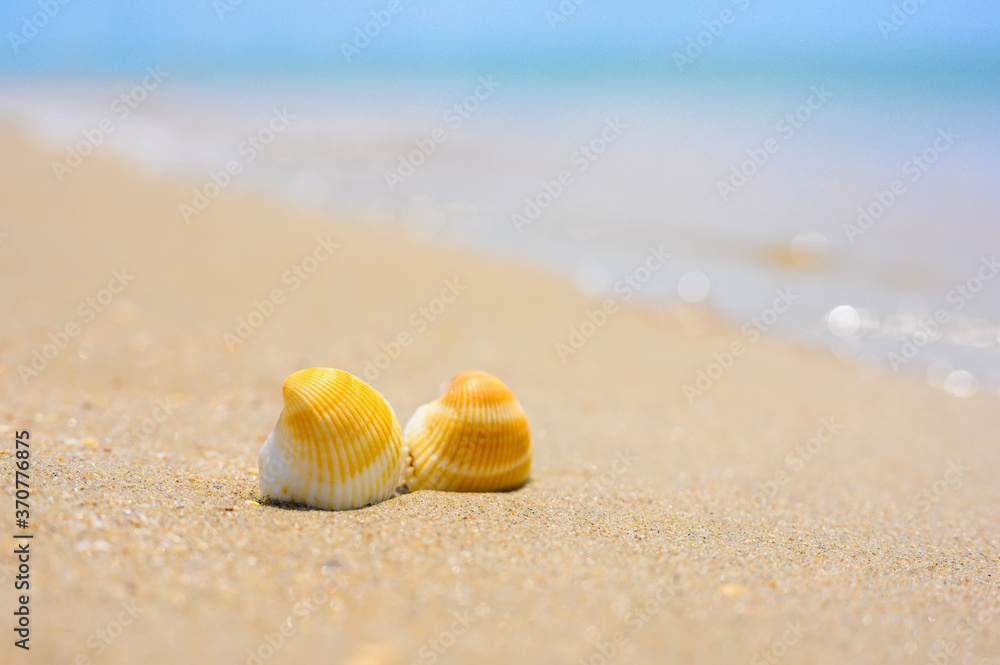 two seashells lie on a sandy beach. In the background, the blue sea. Focus on seashells, blurred background. two seashells lie on a sandy beach. In the background, the blue sea. Focus on seashells, blurred background.