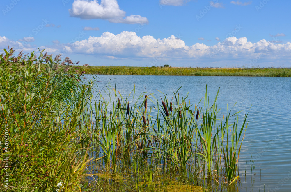 reeds over the lake near the green field and blue sky