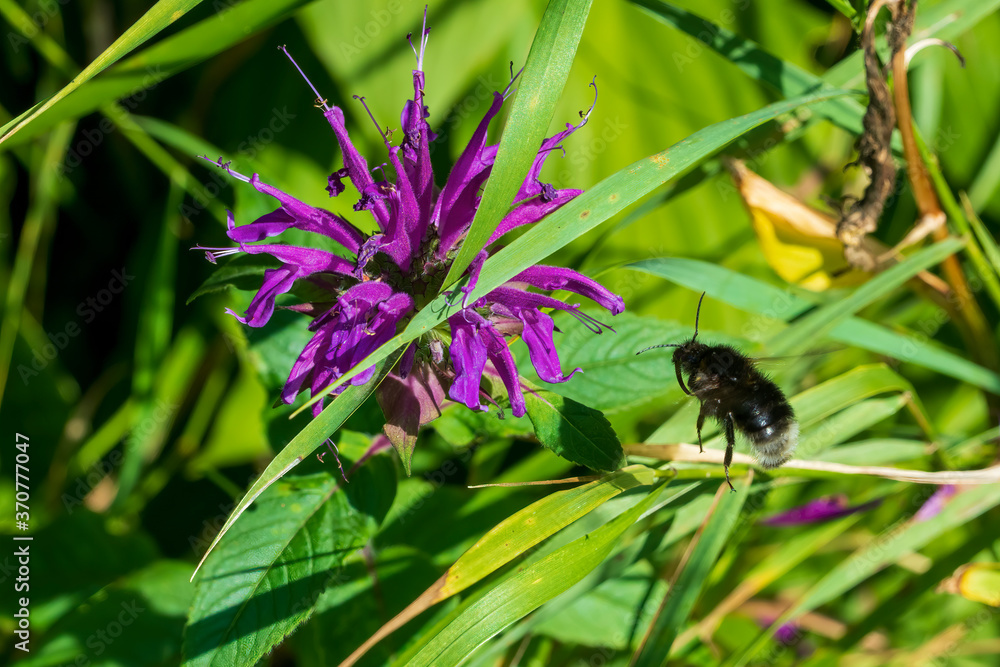 Fototapeta premium bee on a flower