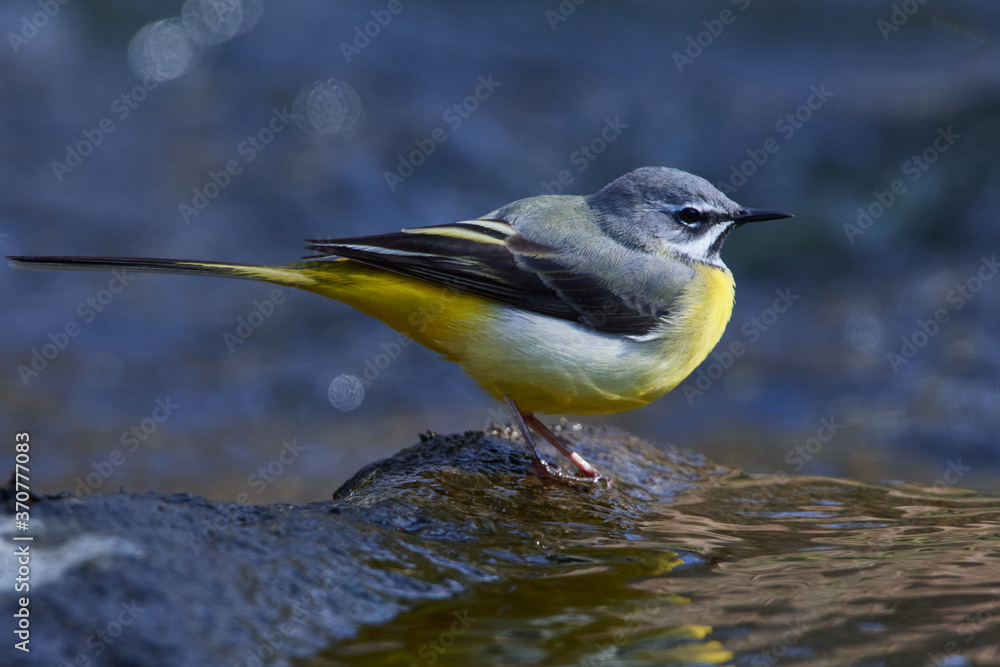 Naklejka premium Gebirgsstelze im Frühjahr an der Spree in der Oberlausitz 