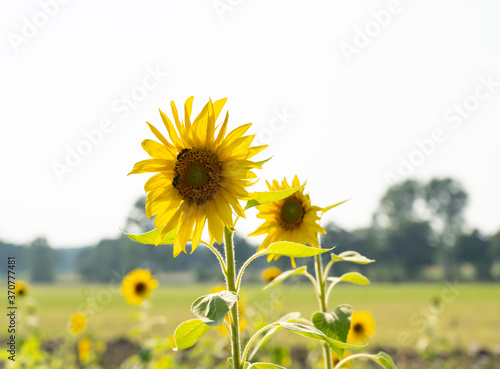 Bl  hstreifen mit Sonnenblumen an Feldr  ndern sollen Bienen und Insekten anlocken