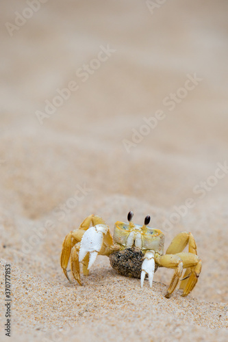 Картината върху платно ghost crab on sandy beach
