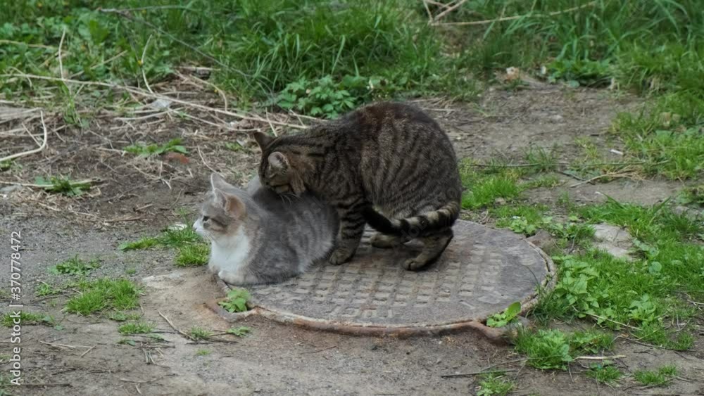Vídeo do Stock Stray cats on the sewer manhole. A tabby cat bites and