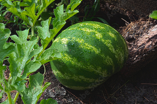 Watermelon growing in our garden in Windsor NY