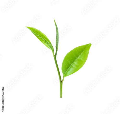 Young green tea leaves Isolated on a white background. Top view