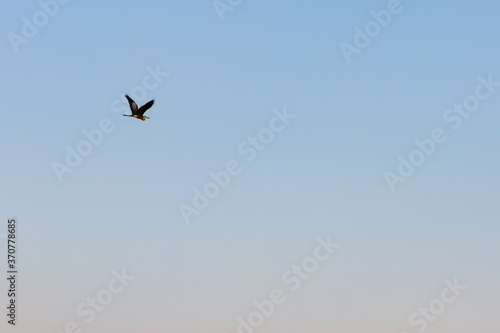 heron bird in flight blue sky
