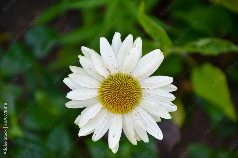 Top view of single Echinacea purpurea White Swan (Coneflower) with green blurry background Top view of single Echinacea purpurea White Swan (Coneflower) with green blurry background