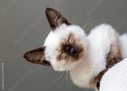 Siamese kitten