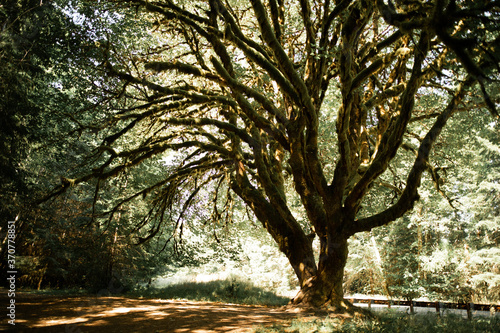 Ancient Tree