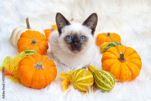 Siamese kitten