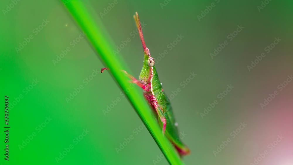 macro photo of a green and pink colorful locust climbing a blade of grass. grasshoppers are orthoptera family, they have strong posterior legs. looks like a unicorn with its long antennas. Thailand